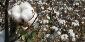 20150613162559cb-cotton-farm-1