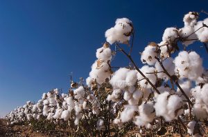 Cotton Plant, Gossypium hirsutum, seedpods, Lubbock, Panhandle, Texas, USA